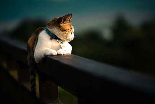 Cat on a residential fence in the Denver metro area