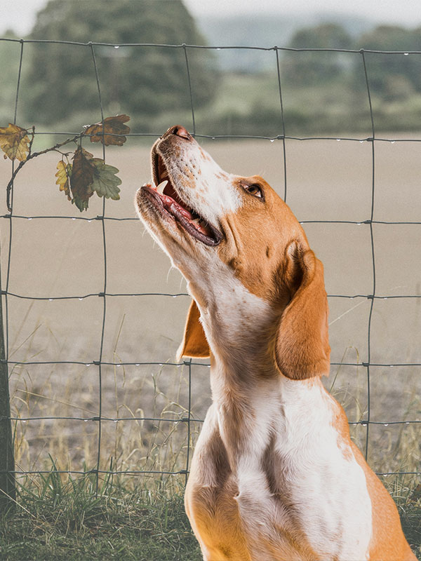 Cheapest fence you can build for dogs