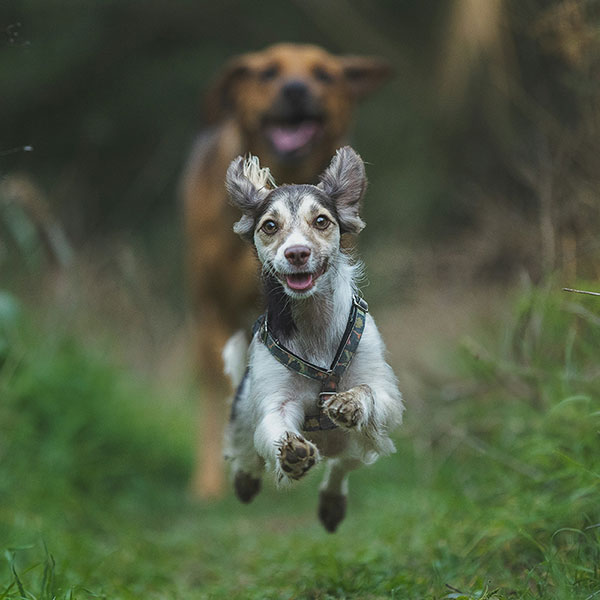 Active dogs will require sturdier fence material