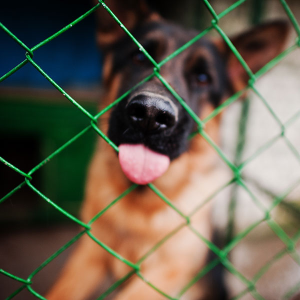 Dog behind a chain linked fence