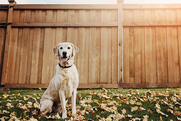 Dog in front of a wooden fence