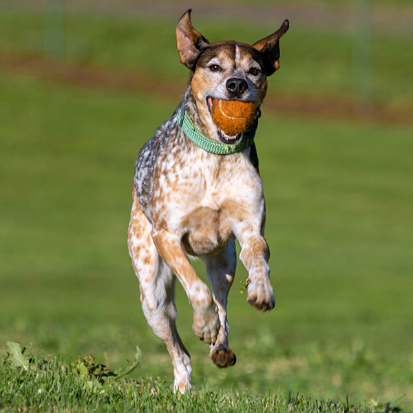 Happy dog playing in a fenced yard