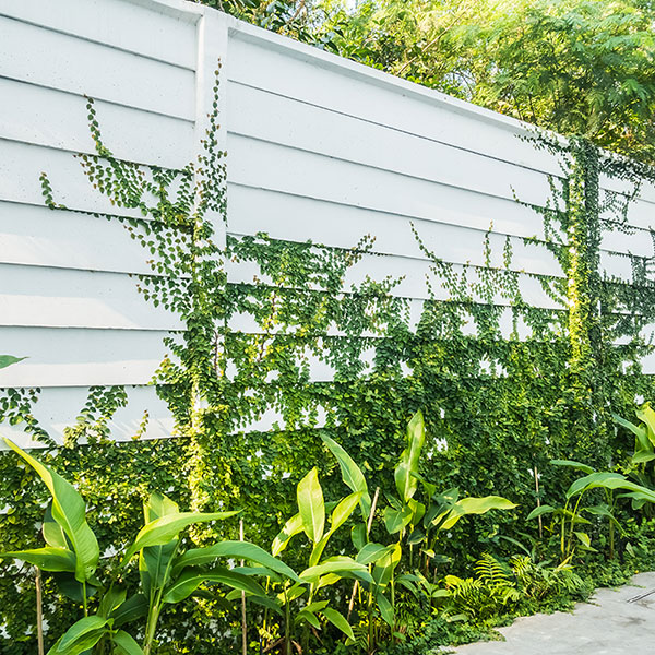 Climbing plants along a vinyl fence