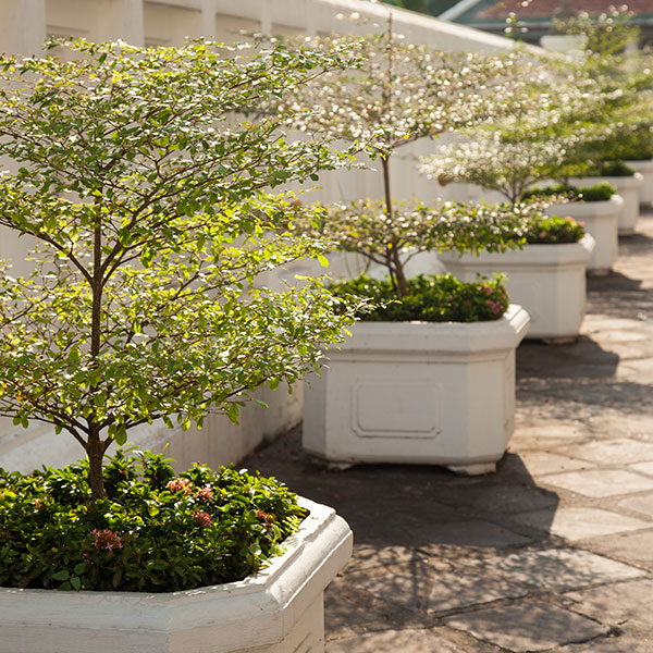 Proper plant spacing along a vinyl fence