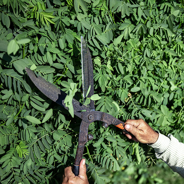 Regular pruning is necessary for plants and shrubs grown along a vinyl fence