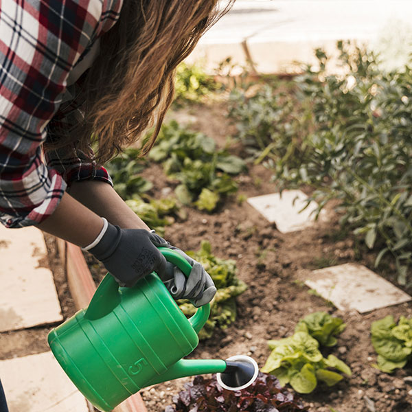 watering plants along a vinyl fence