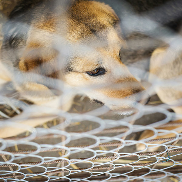 wire mesh dog fence