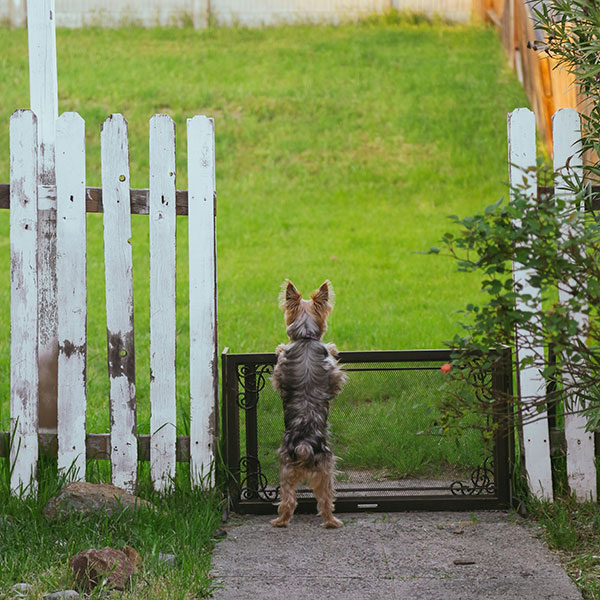 Yard size and terrain should be considered when building your fence